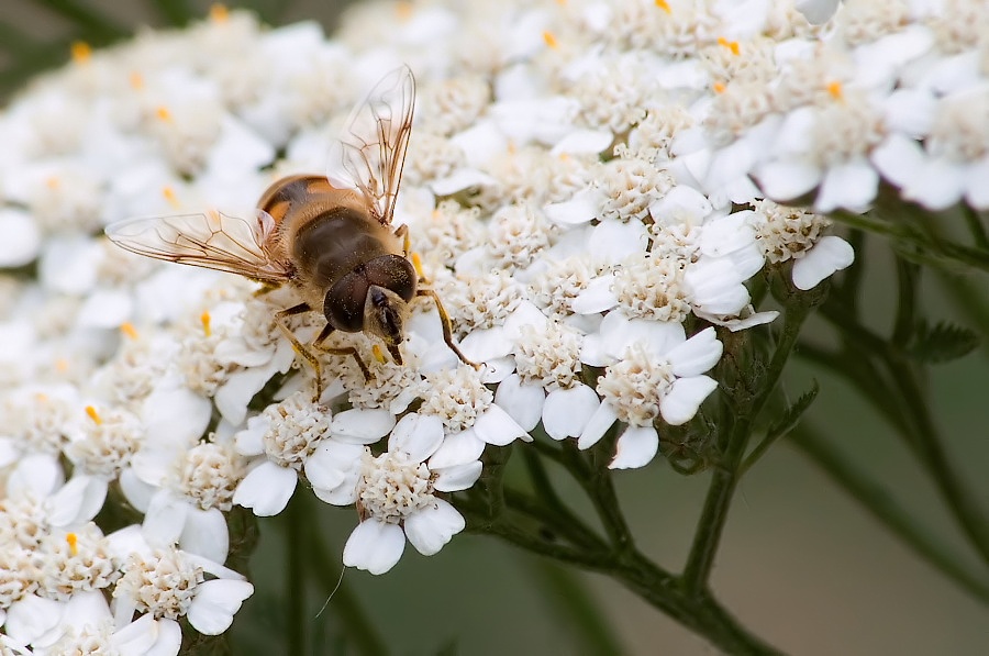 Eristalis tenax ?